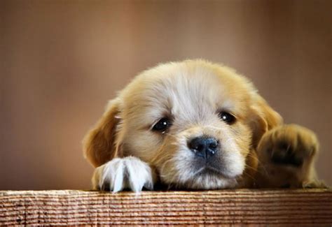 Ten Cutest Puppies In The World