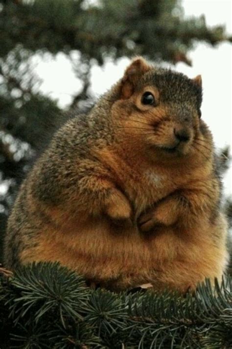 Fat Squirrel Animals Pinterest