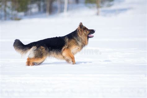 German Shepherd Dog Long Haired Standing In Snow Stock Photo Image Of