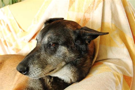 A Relaxing Dog Stock Image Image Of Animal Relaxing 110471923