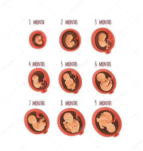 Desarrollo Embrionario Mes Etapas Vector Ilustración Proceso De Crecimiento Fetal Humano 2024