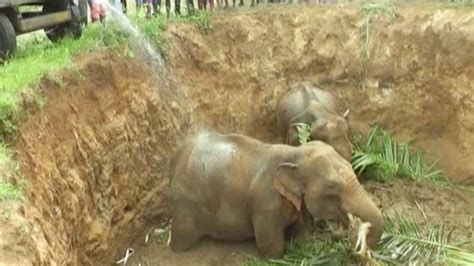 Elephants Rescued From Deep Well Youtube