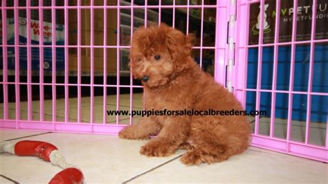 Cavapoo puppies are cute and adorable but there is a dark side to buying a puppy. Beautiful Red Cavapoo Puppies For Sale, Georgia Local ...