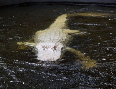Adorable Albino Alligators In Wild Florida Zoo Are Definitely Gorgeous