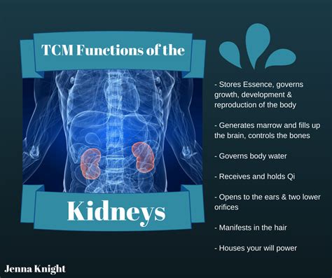Functions Of The Kidneys According To Tcm Tcm Traditional Chinese