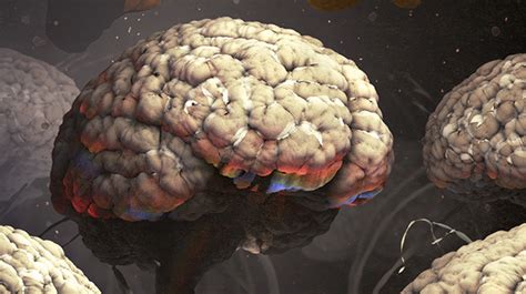 B Brain How Humans Evolved Supersize Brains Quanta Magazine