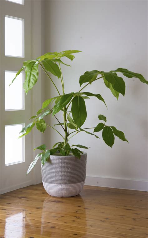 Low to high sort by price: 5 big and beautiful indoor plants | Flower Power