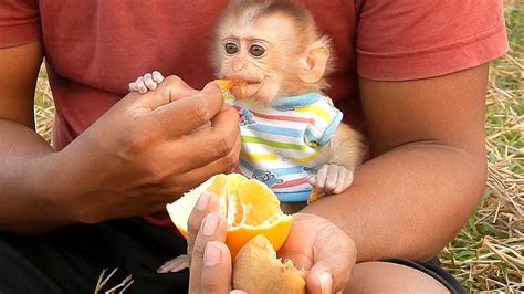 Baby Lyly Get Extra Fruit Field After Milk Baby Monkey Youtube