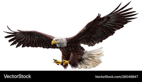 Bald Eagle Flying Draw And Paint On White Vector Image