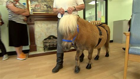 Shetland Ponies Helping Dementia Patients In Aberdeen Bbc News