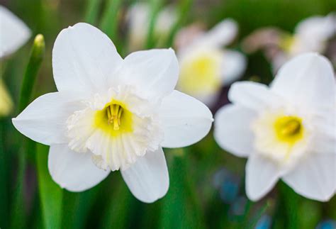 Small white flower with black center. White Flower with Yellow Center | photo a day | line a day