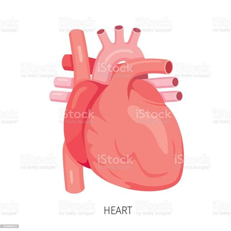 Ilustración De Corazón Órgano Interno Humano Diagrama Y Más Vectores