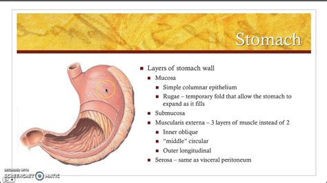 Stomach Anatomy Youtube