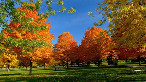 Orange Autumn Trees From A Park Wallpaper Nature And Landscape