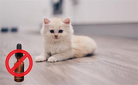 We recommend a test spray if your cat is fearful of spray bottles, spray into your hands and massage on to your cat. Is Lemongrass Oil Safe For Cats? Facts On Essential Oil ...