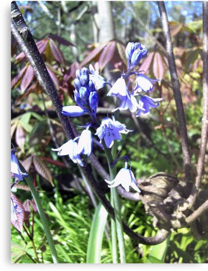 Budding Bluebells Metal Prints By One Blind Eye Redbubble