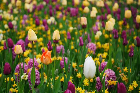 Purple And Yellow Tulips Free Stock Photo Public Domain Pictures