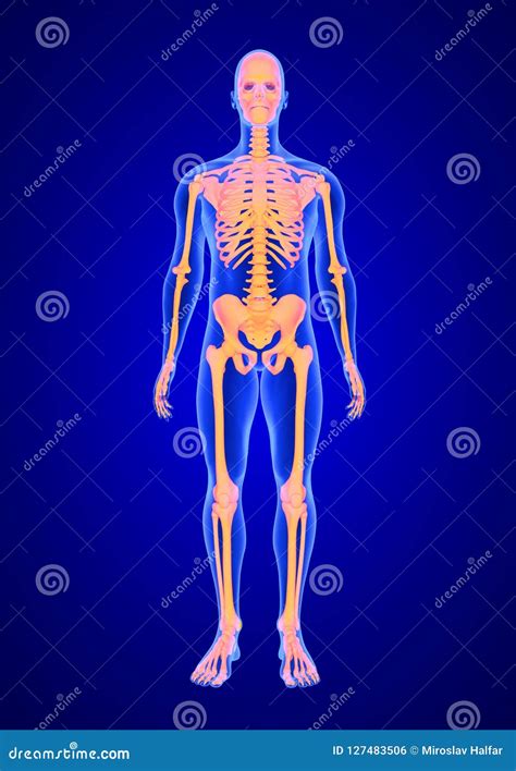 Het Blauwe Menselijke Van Het Anatomielichaam En Skelet 3d Aftasten