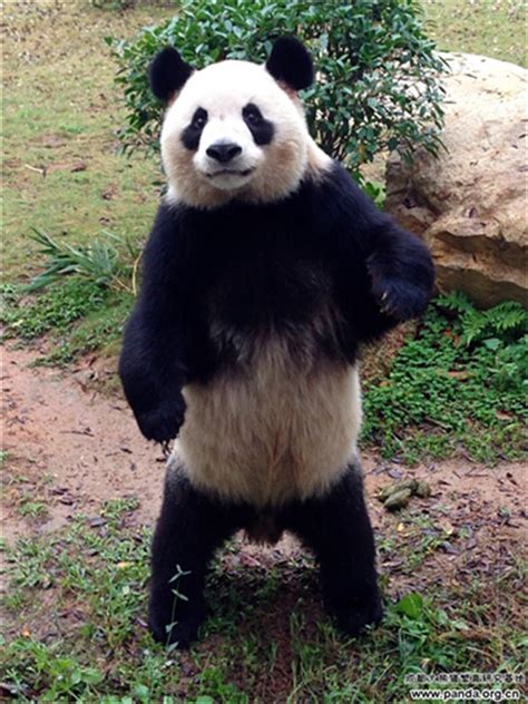 Giant Panda Stands Up Like A Boxer Cn