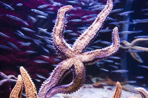 Heres All About The Habitat Of Starfish Animal Sake