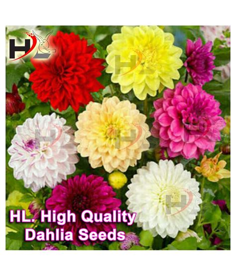 HL Dahlia Hybrids Mixed Color Dahlia Flower Seeds Buy HL Dahlia