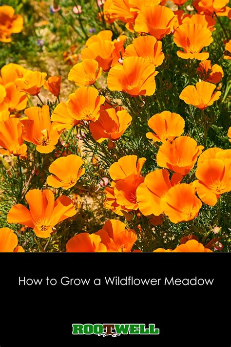 How To Grow A Wildflower Meadow Wild Flowers Grow Wildflowers