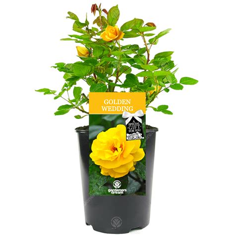 In the united states, a couple can receive an anniversary greeting card from the president for the 50th and all subsequent anniversaries. Golden Wedding Rose | 50th Anniversary Rose Bush ...