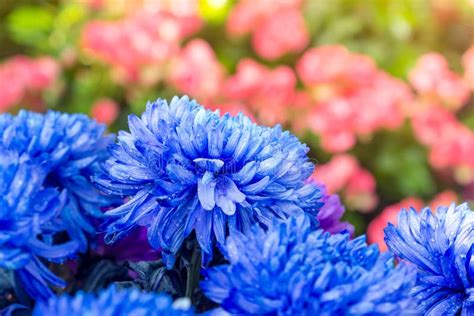 Closeup Of Blue Chrysanthemum Flowers Stock Photo Image Of Landscape
