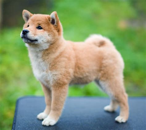 Shiba Inu Puppy Life Stages And Development My First Shiba Inu