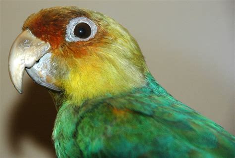 Parrot Encyclopedia Carolina Parakeet World Parrot Trust