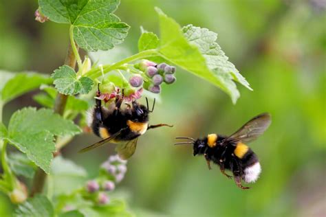 Bumblebees Learn New Trends By Watching Others Earth Com