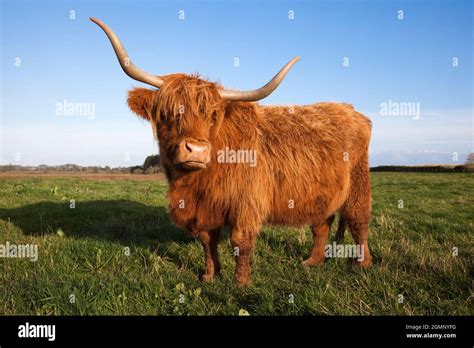 Highland Cattle Conservation Grazing On Loch Of Kinnordy Rspb Reserve