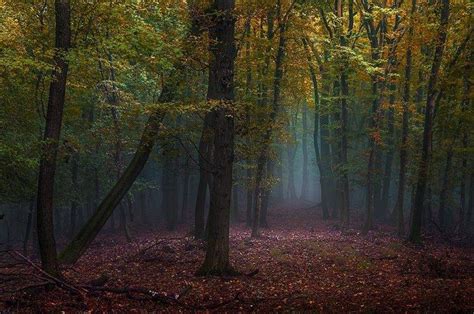 Mist Forest Fall Leaves Path Trees Nature Morning Landscape