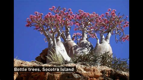 Unique And Beautiful Trees In The World To 12 Amazing Trees In The