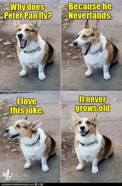 50 Of The Most Loved Doggo Memes Of 2018 Will Make Your Heart Feel