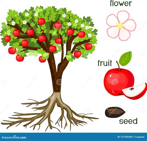Partes De La Planta Morfología Del Manzano Con Las Frutas Las Flores