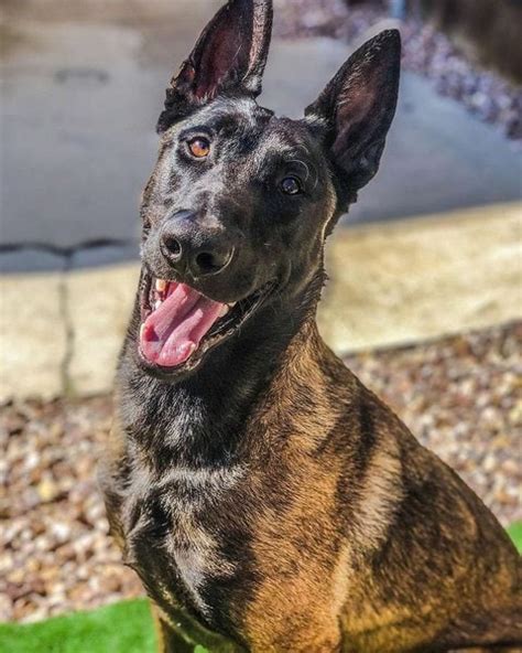 26 Brindle Dog Breeds That You Never Know Existed The Goody Pet
