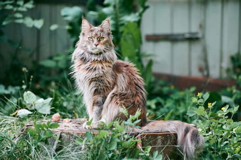 21 Most Popular Cat Breeds In The Us In 2022 Parade Pets