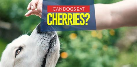 Cherries For Dogs Can Dogs Eat Cherries 10 Benefits 4 Side Effects