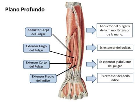 Músculos Del Brazo Anatomía Nombres Y Fotos Músculos Del Brazo