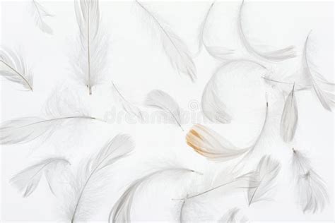 Seamless Background With Grey Feathers Isolated On White Stock Photo