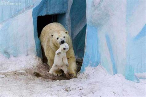 20 Heartwarming Photos Of Animal Parents And Their Babies