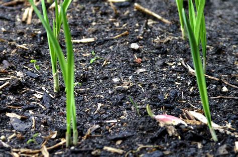 How To Grow Garlic From Old Cloves The Backyard Farmer