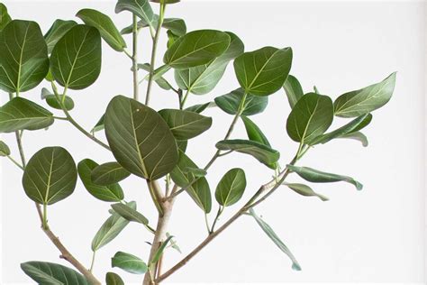 How To Care For And Grow Your Ficus Audrey — Plant Care Tips And More