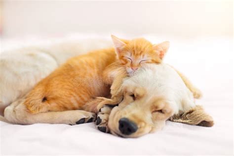 Cat And Dog Sleeping Puppy And Kitten Sleep Stock Image Image Of