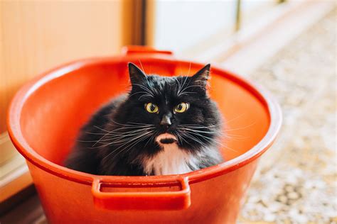 Affordable pet insurance with a host of benefits included. National Hole In My Bucket Day in the U.S. Do you see any ...