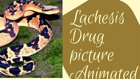 Lachesis Drug Picture Youtube