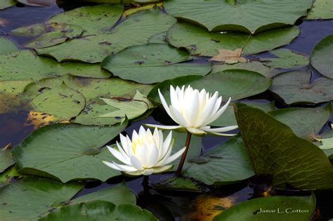 Check out our lily pad stickers selection for the very best in unique or custom, handmade pieces from our stickers shops. Lily Pad Wall Decal | Two Lotus Flowers Among Lily Pads - The Photography Network ... | Swedish ...