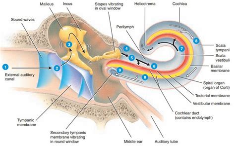 Ear Anatomy Ear Anatomy Human Anatomy And Physiology Ear