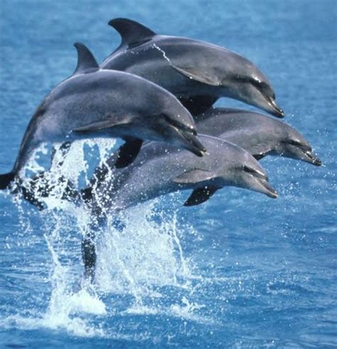 22 Best Dolphins Images On Pinterest Dolphins Marine